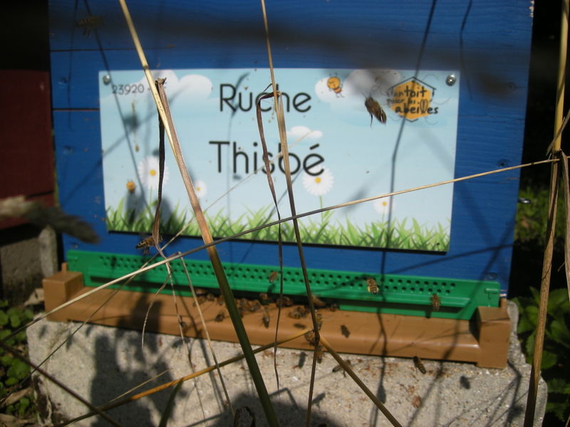 La ruche Thisbé