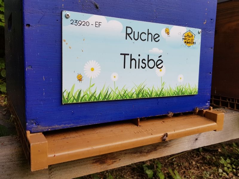 La ruche Thisbé