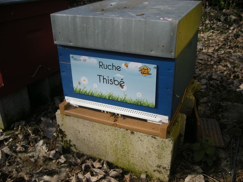 La ruche Thisbé