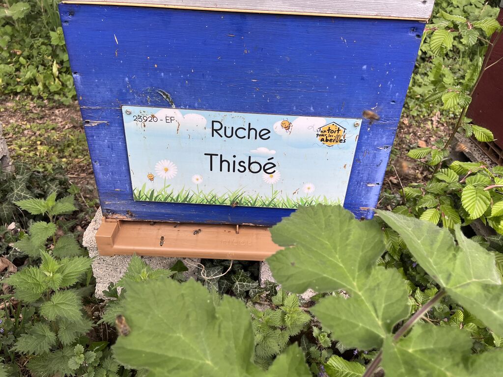 La ruche Thisbé