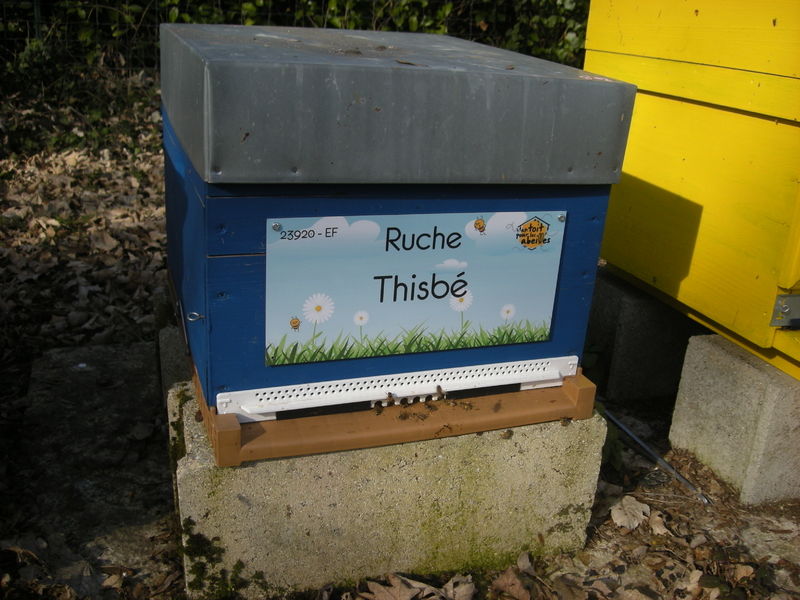 La ruche Thisbé