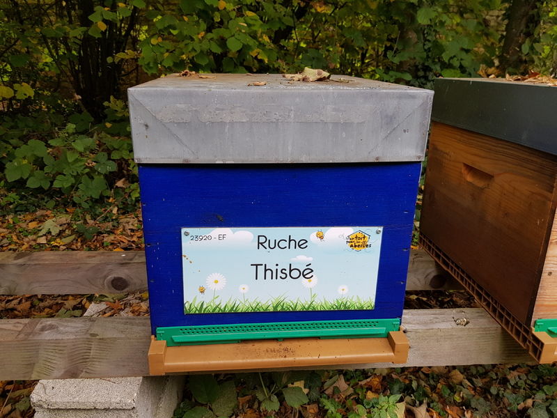 La ruche Thisbé