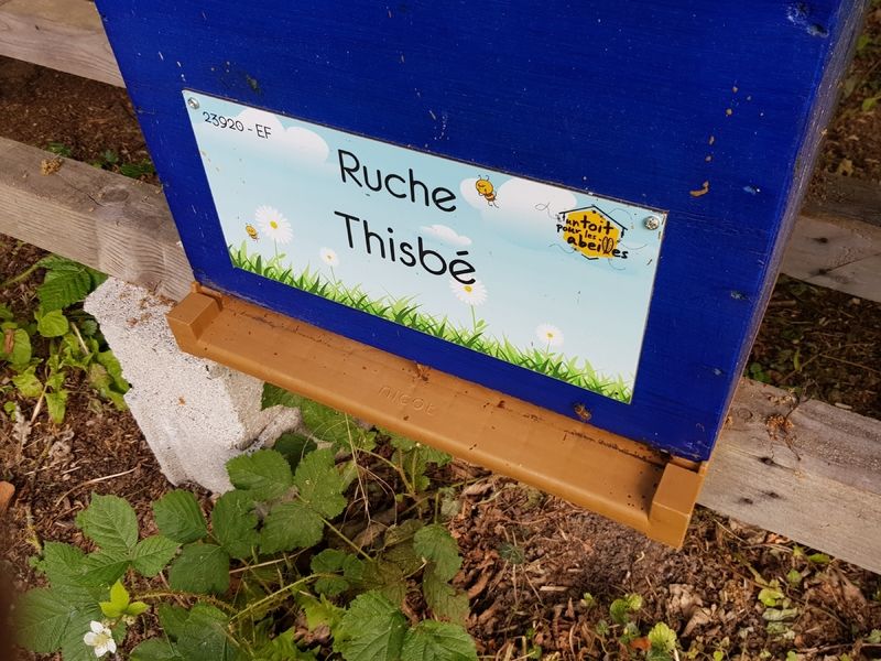 La ruche Thisbé