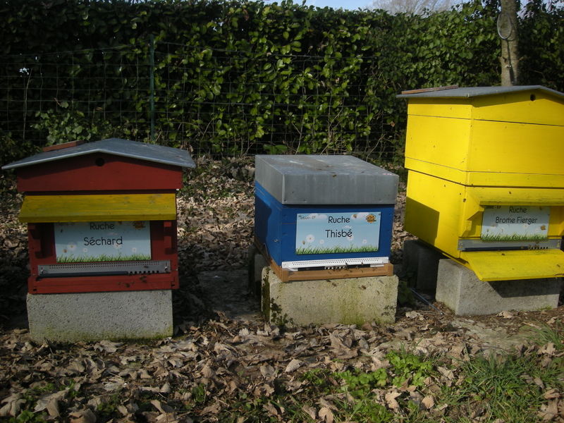 La ruche Thisbé