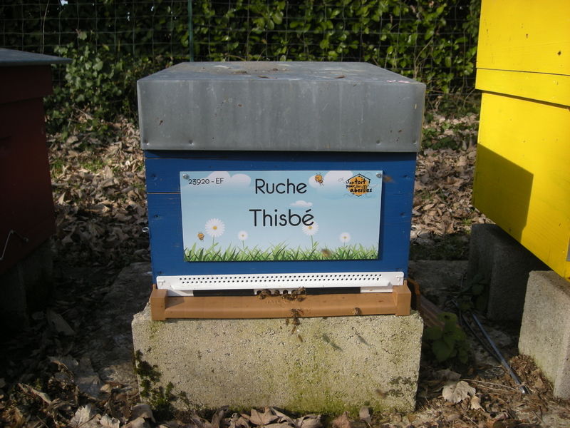La ruche Thisbé