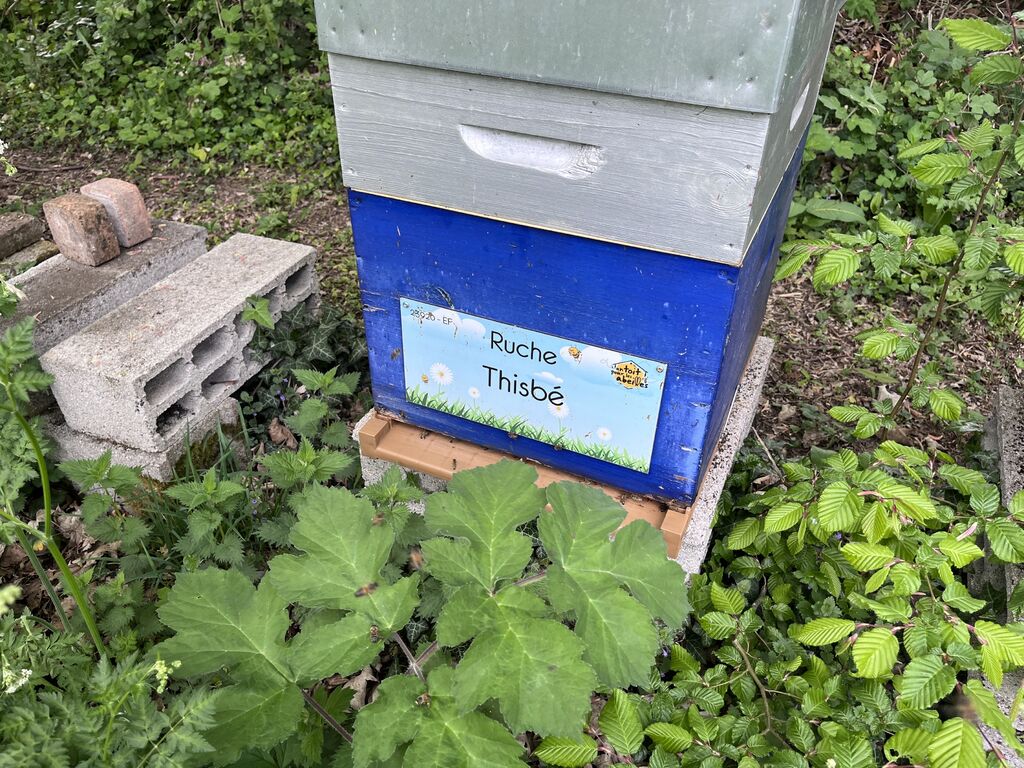 La ruche Thisbé