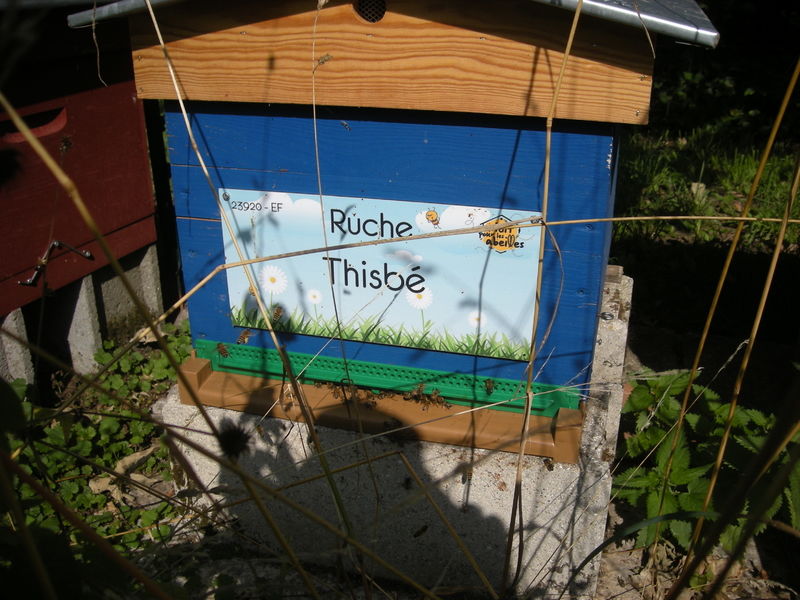 La ruche Thisbé