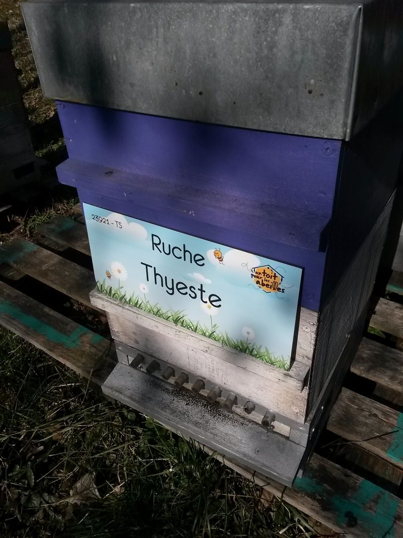 La ruche Thyeste