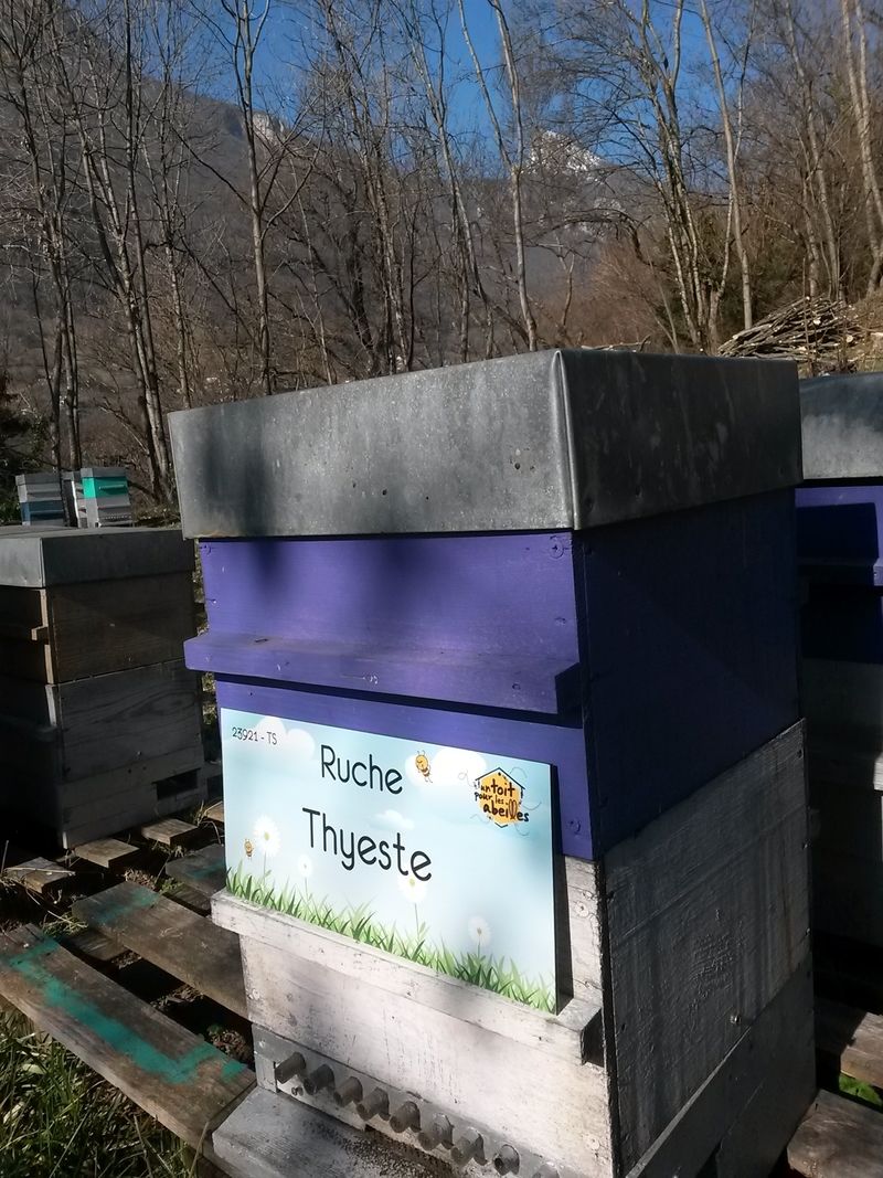 La ruche Thyeste