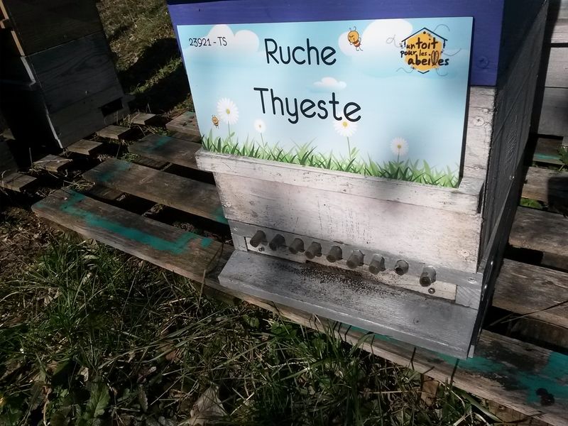 La ruche Thyeste