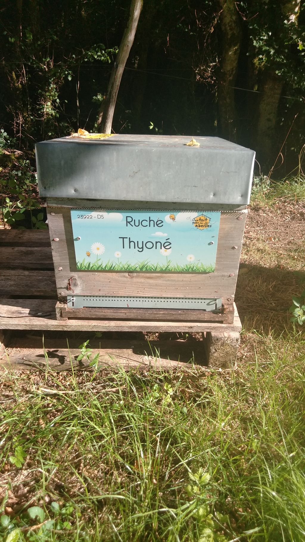 La ruche Thyoné