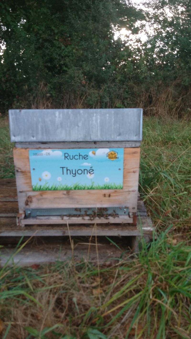 La ruche Thyoné
