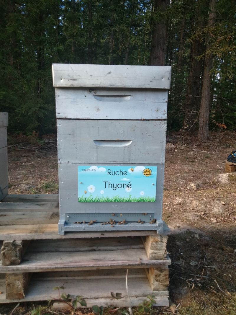 La ruche Thyoné