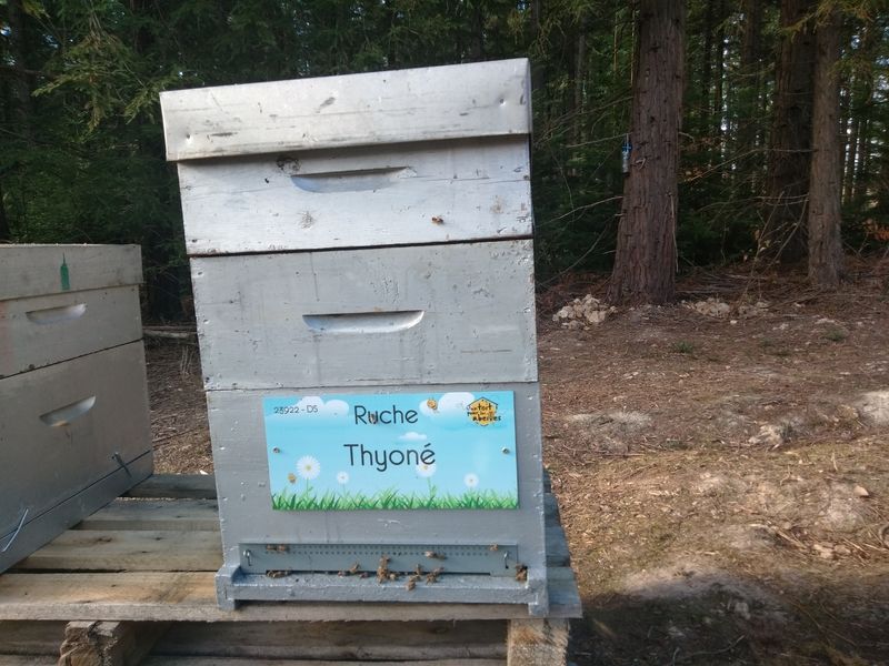 La ruche Thyoné