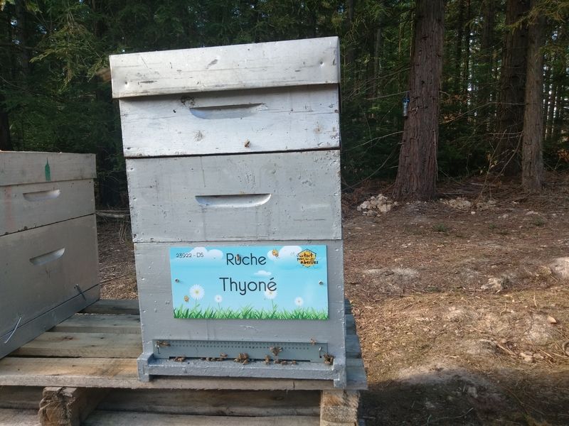 La ruche Thyoné
