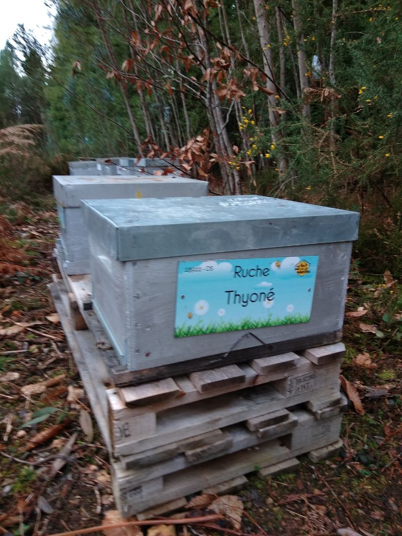La ruche Thyoné