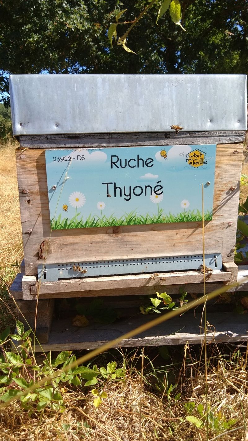 La ruche Thyoné