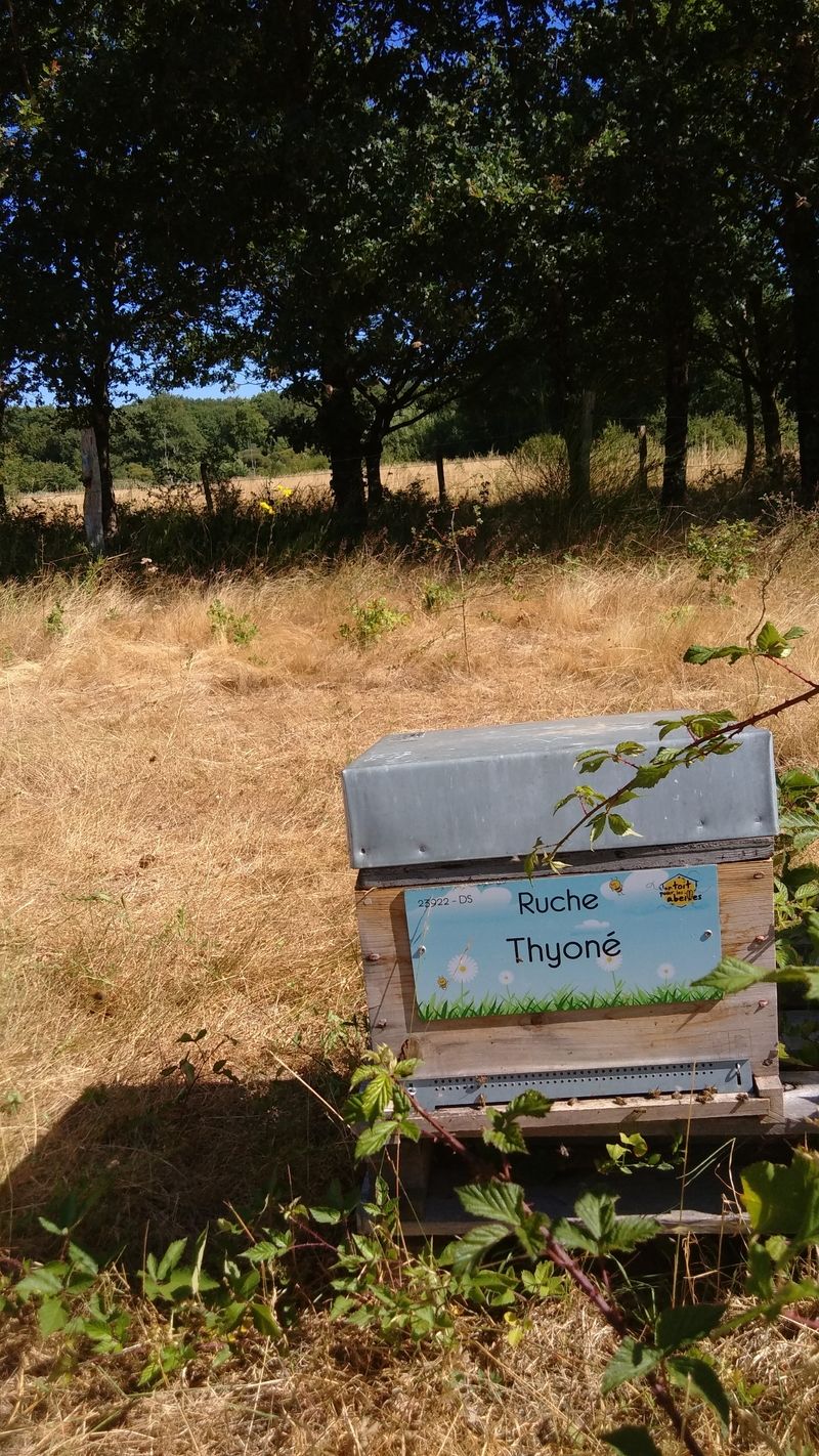 La ruche Thyoné