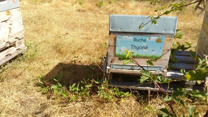 La ruche Thyoné