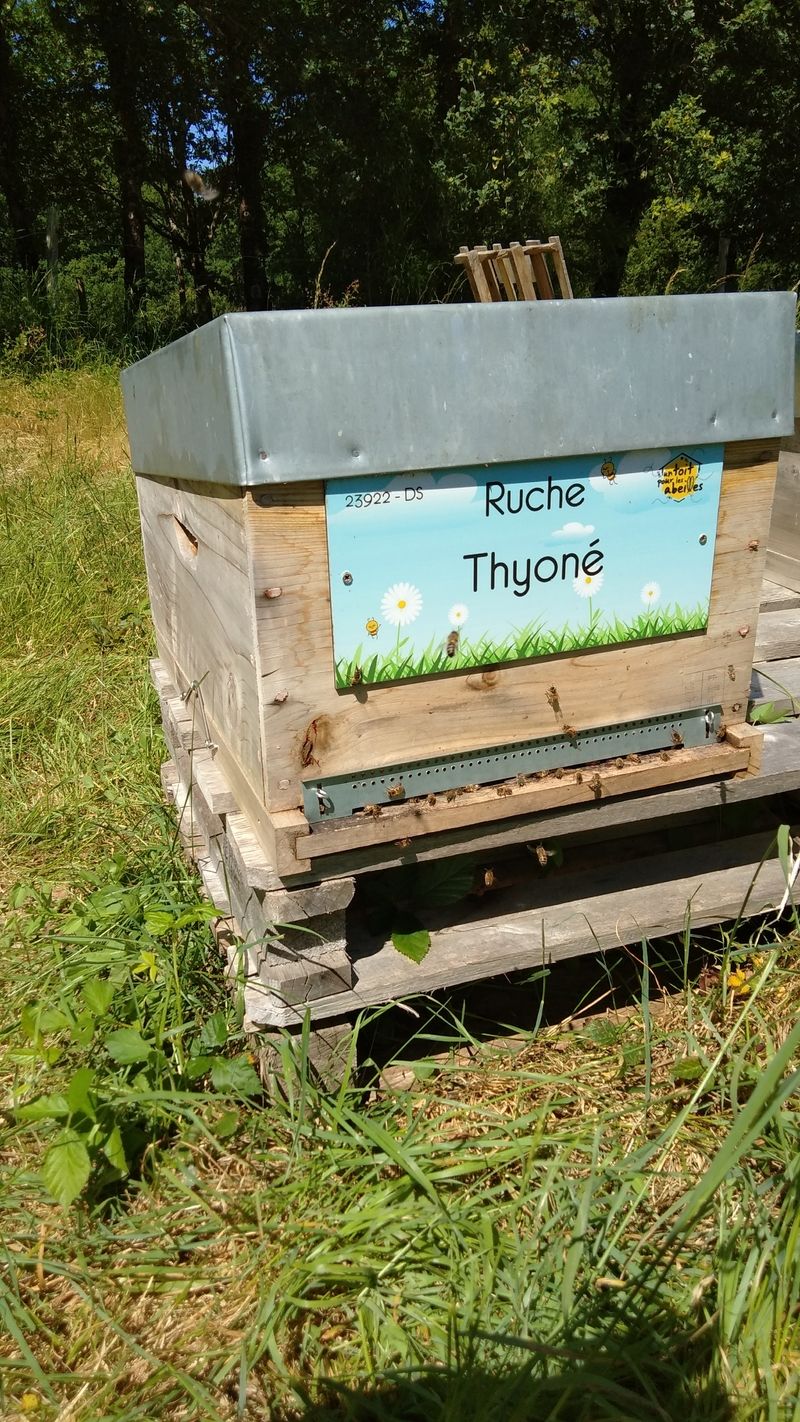 La ruche Thyoné