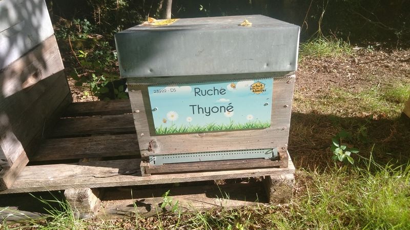 La ruche Thyoné