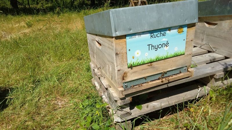 La ruche Thyoné