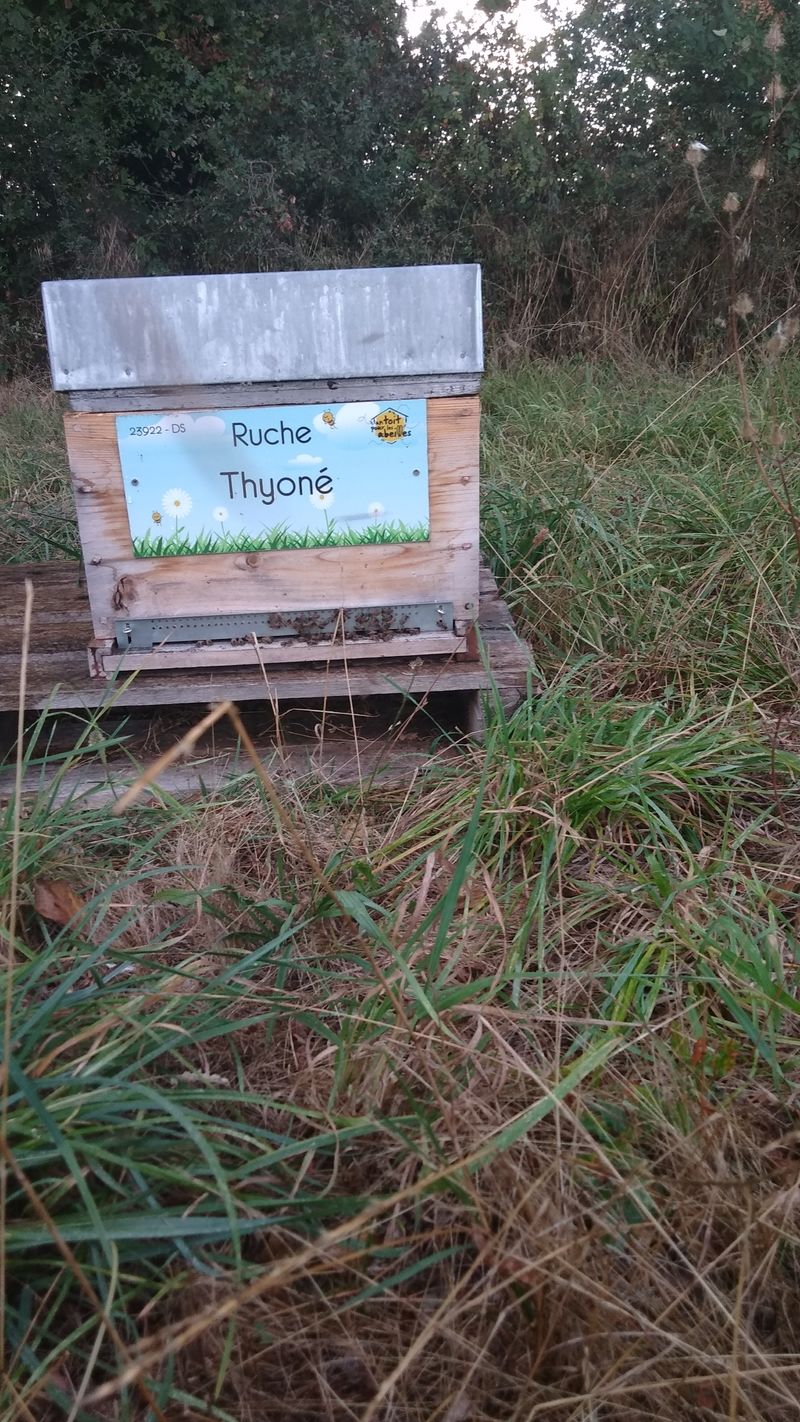 La ruche Thyoné