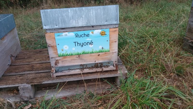 La ruche Thyoné