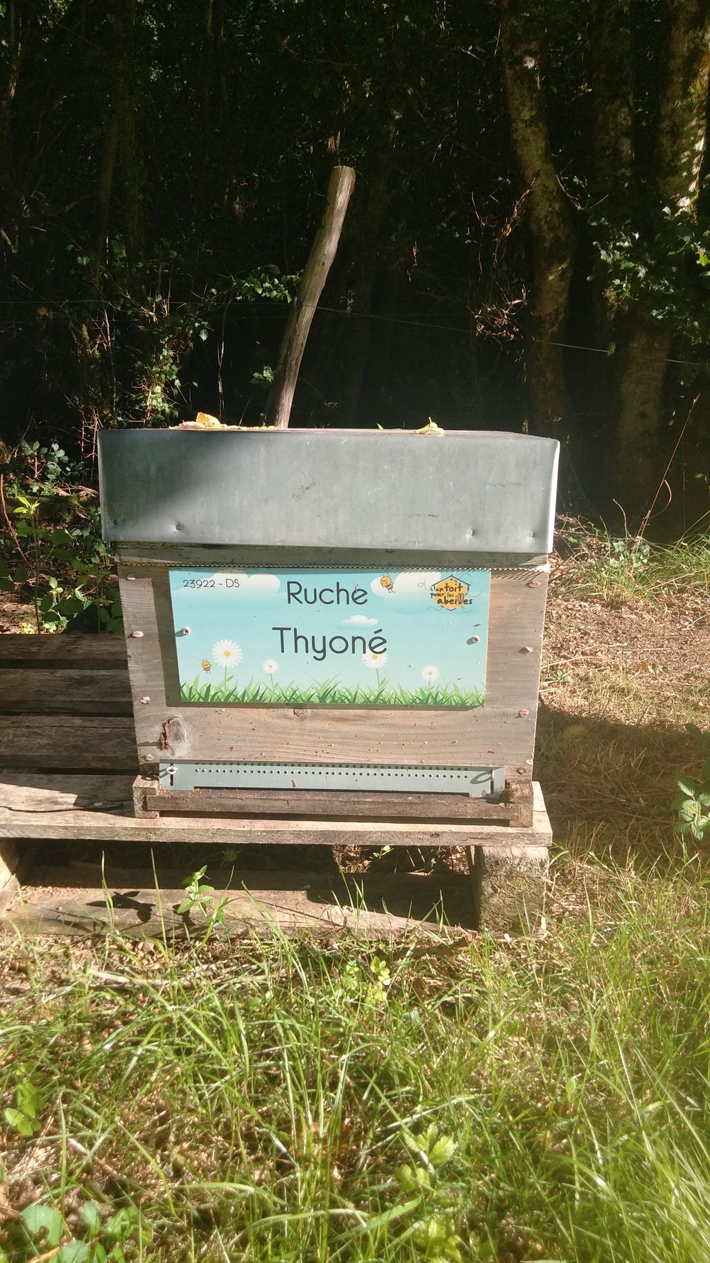 La ruche Thyoné