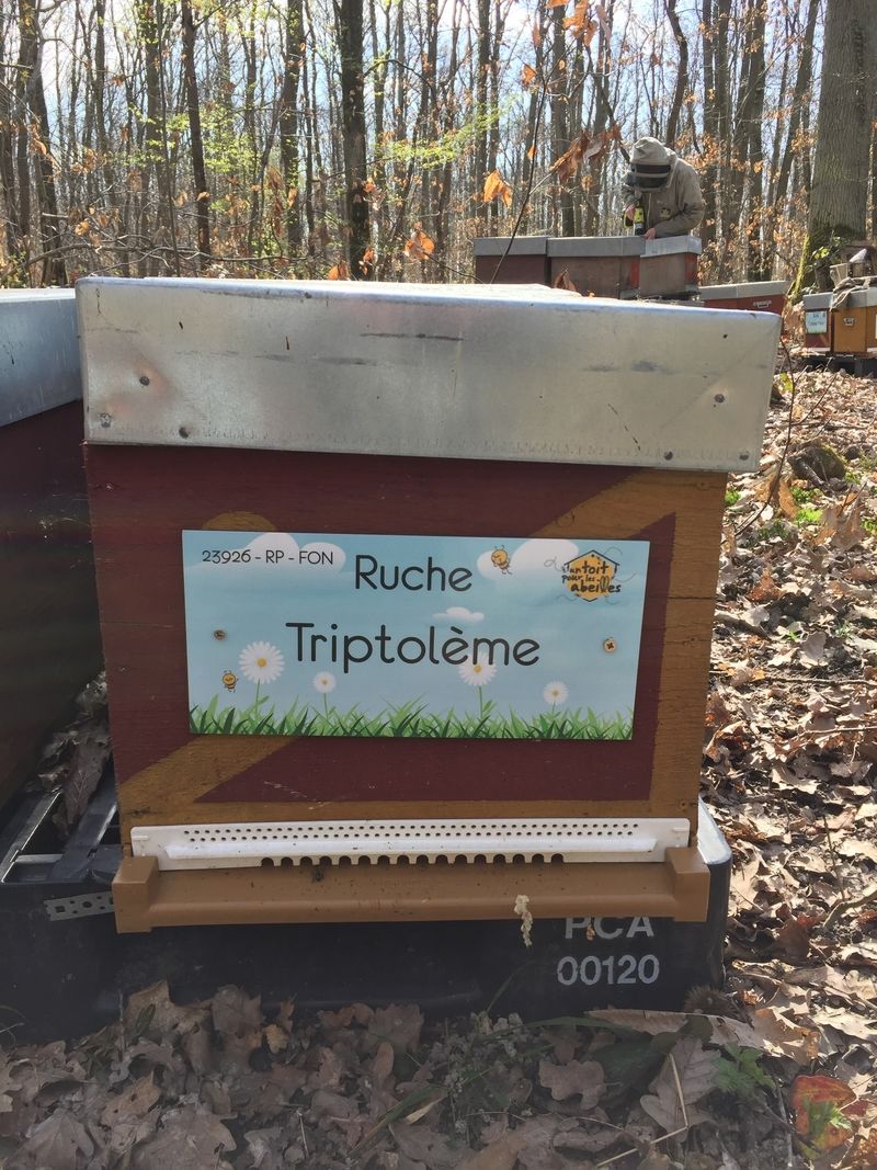 La ruche Triptolème