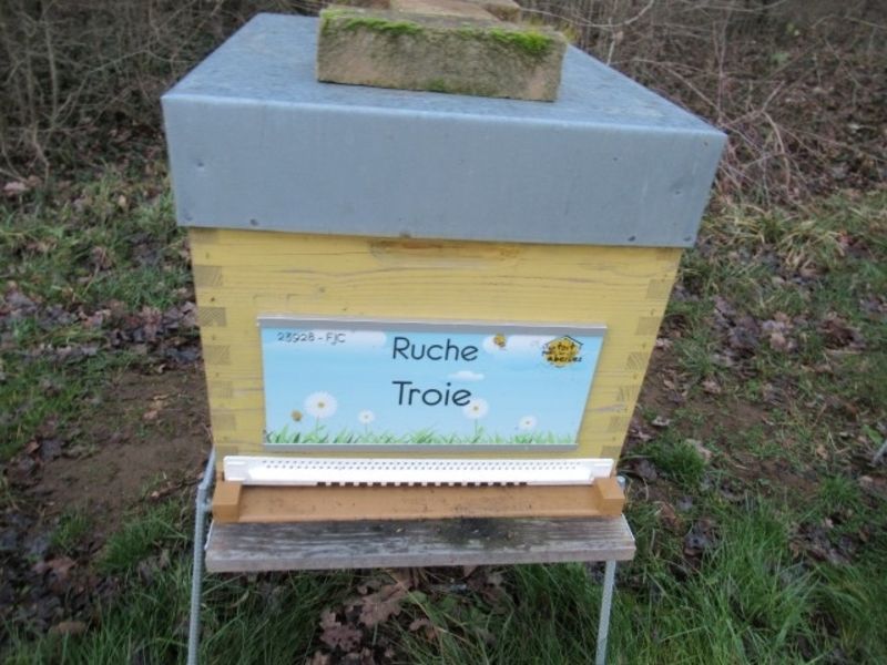 La ruche Troie