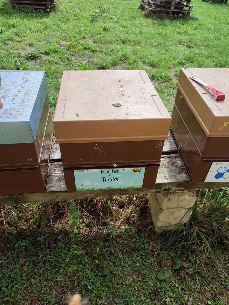 La ruche Troie