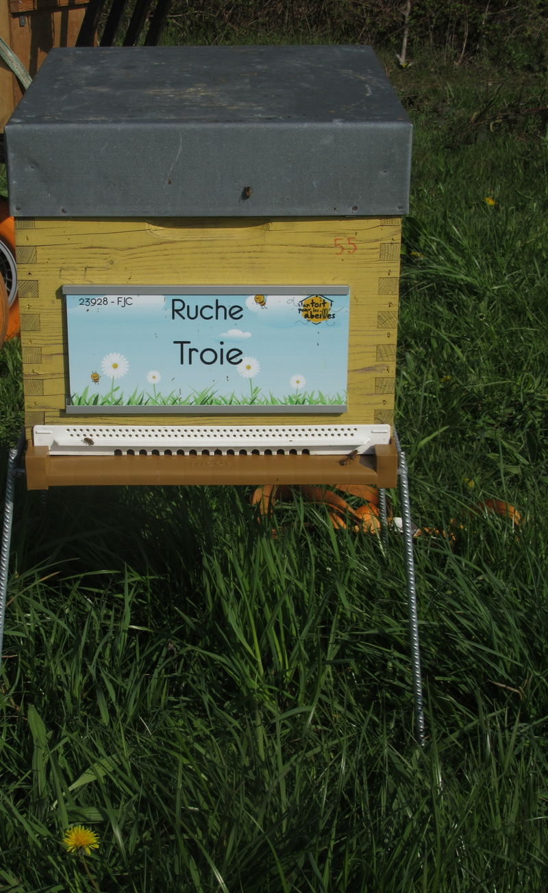 La ruche Troie