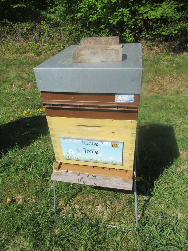 La ruche Troie