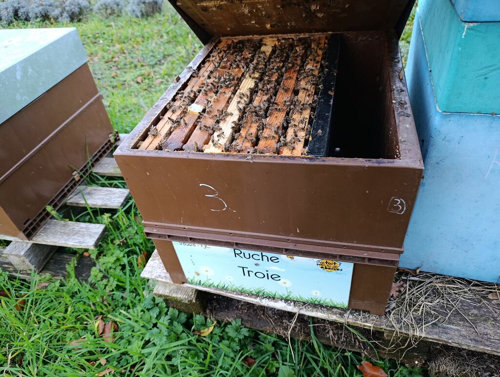 La ruche Troie