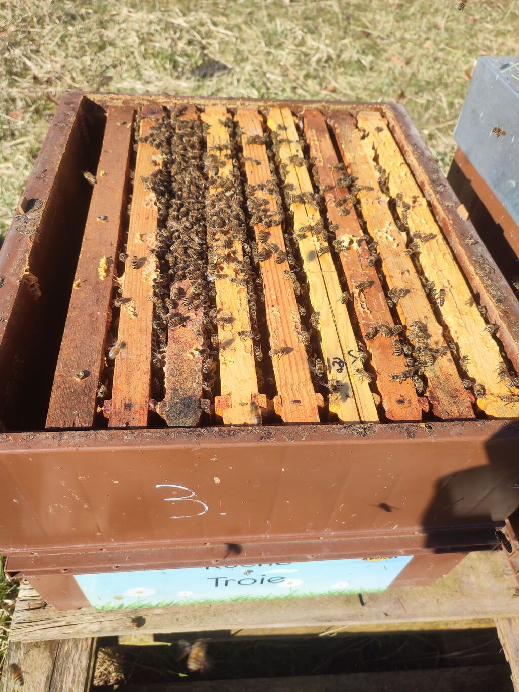 La ruche Troie