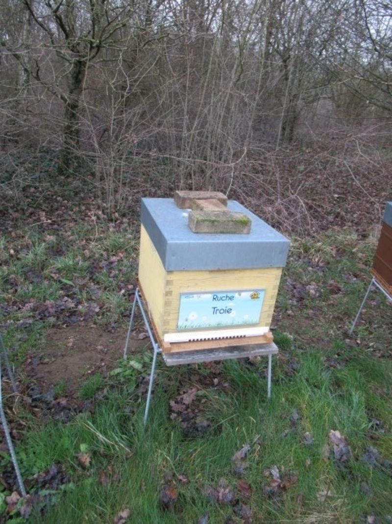 La ruche Troie