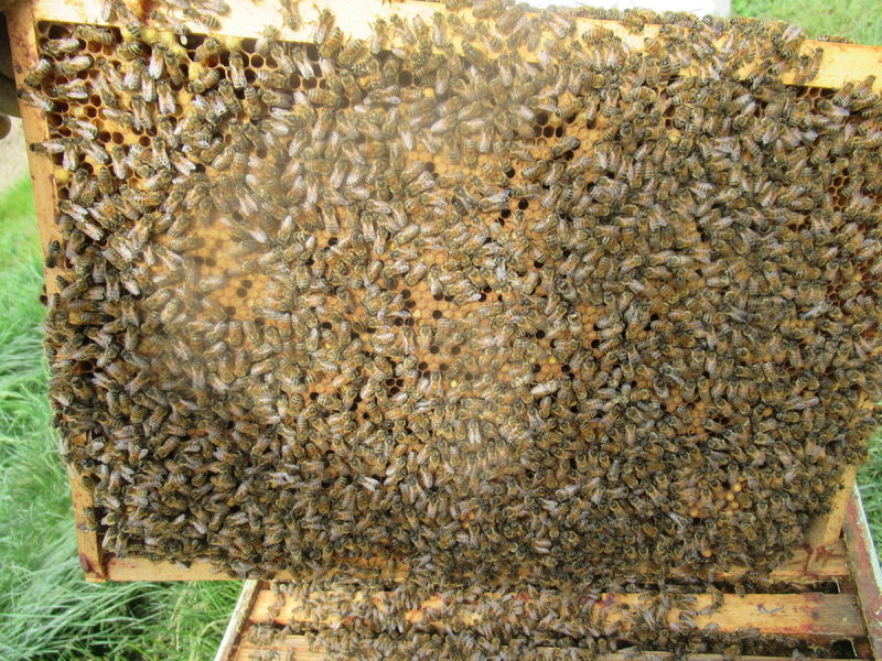 La ruche Troie