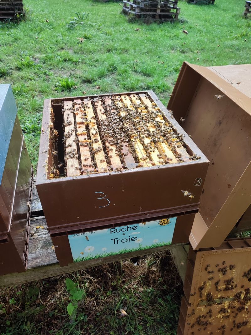 La ruche Troie
