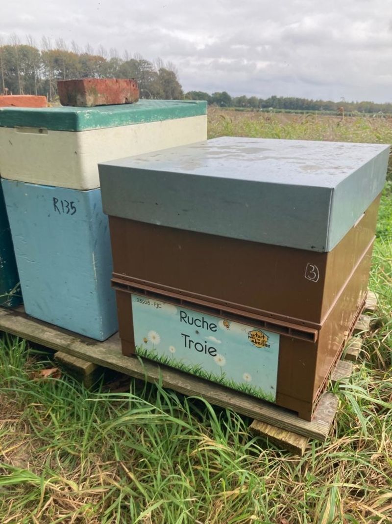 La ruche Troie