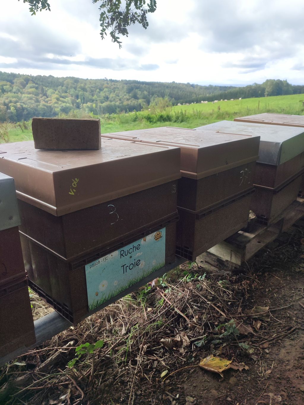 La ruche Troie