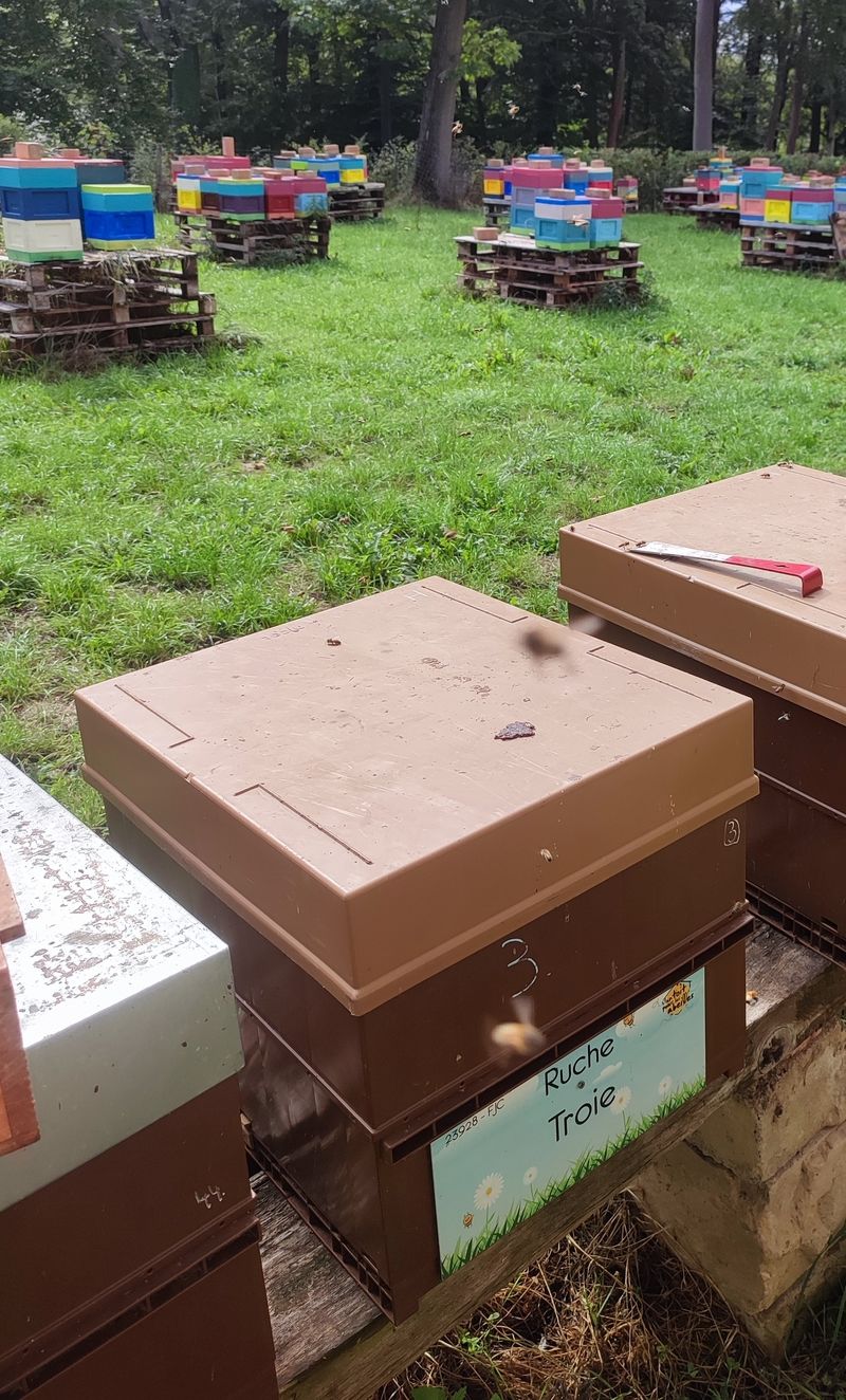 La ruche Troie