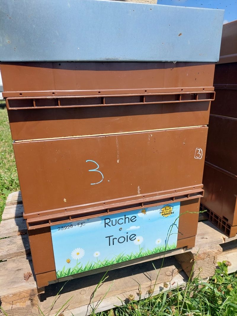 La ruche Troie