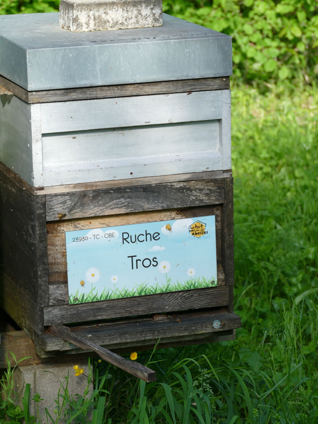 La ruche Tros