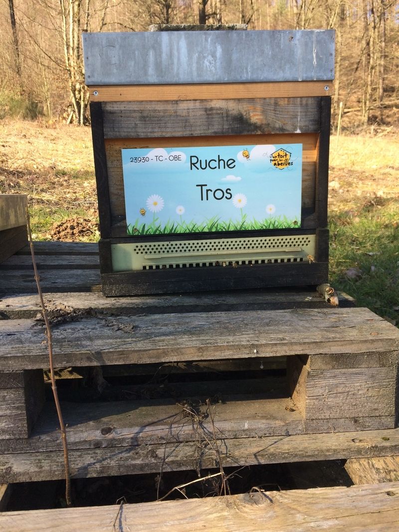 La ruche Tros