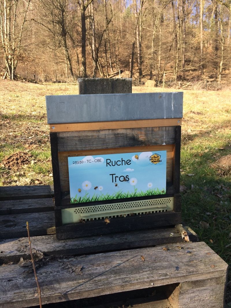 La ruche Tros
