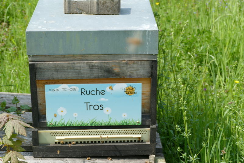 La ruche Tros
