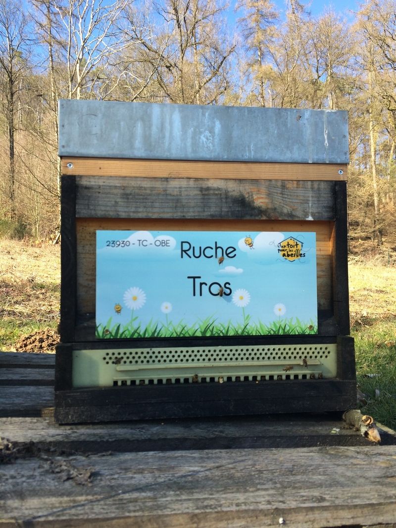 La ruche Tros