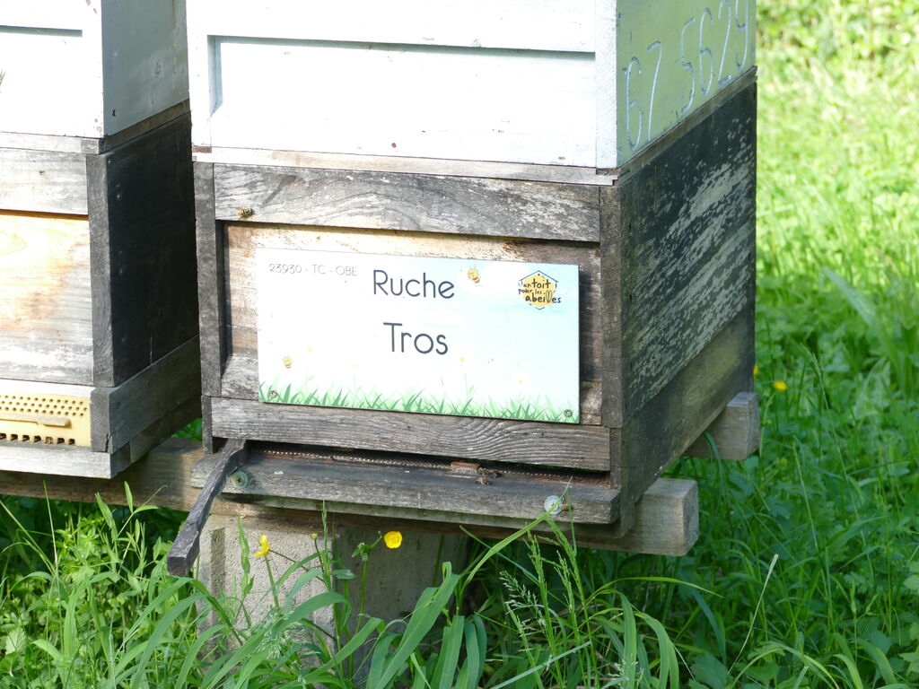 La ruche Tros