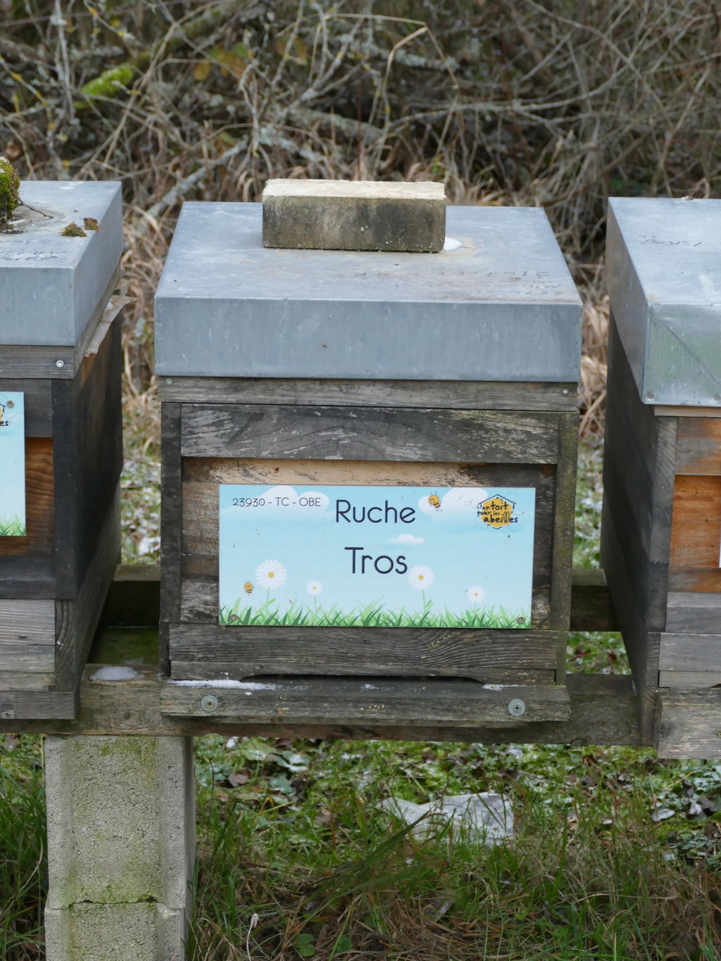 La ruche Tros